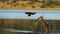 African Darter ( Anhinga rufa) Pilanesberg Nature Reserve, South Africa