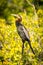 African Darter Bird Botswana