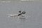 African Darter Bird Taking Flight Anhinga rufa