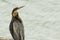 African Darter perched on a stump