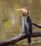 African Darter resting on log to dry feathers