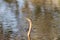 African darter snakebird swimming