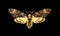 African death& x27;s head hawkmoth