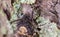 The African death`s-head hawkmoth - Acherontia atropos