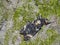 African deaths-head hawkmoth on a tree