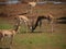 African deer fight