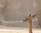 African Deer Profile on Sand Background