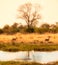 African delta with impalas
