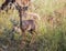 African dik dik, the smallest of the antelope species, looks straight at camera