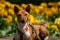 African dog in yellow colors. Portrait of a basenji on a walk.