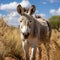 African Donkey close-up, the animal looks at the camera.