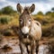 African Donkey close-up, the animal looks at the camera.