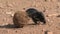 African Dung Beetle rolls a ball through the dirt