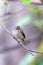 African dusky flycatcher, Ethiopia Africa wildlife