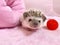 African dwarf hedgehog on pink background.