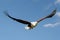 African Eagle against blue sky