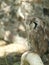 African eagle Owl