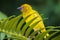 African Eastern Golden Weaver bird Ploceus subaureus male perched on a palm leaf.