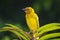 African Eastern Golden Weaver bird Ploceus subaureus male perched on a palm leaf