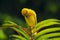 African Eastern Golden Weaver bird Ploceus subaureus male perched on a palm leaf