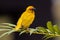 African Eastern Golden Weaver perched on a palm leaf.