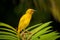 African Eastern Golden Weaver perched on a palm leaf.