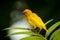 African Eastern Golden Weaver perched on a palm leaf.