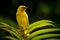 African Eastern Golden Weaver perched on a palm leaf.