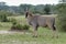 African Eland