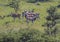 African Eland antelopes graze in landscape of grassy savannah