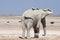 African Elefant loxodonta africana in the Etosha Nationalpark in Namibia