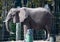 An African Elephant 1