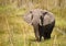 African Elephant #1