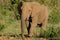 African Elephant