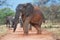 African Elephant