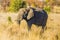 African Elephant