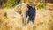 African Elephant