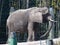 An African Elephant 2