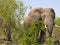 African elephant