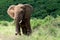 African elephant