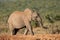 African elephant