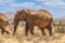 African elephant