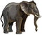 African elephant