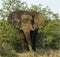 African Elephant