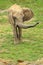 African elephant