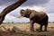 African elephant