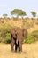 African elephant