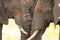 African elephant