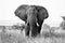 African Elephant