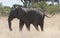 African Elephant